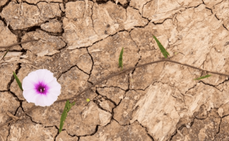 Virtue of the Week – Hope